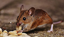 24 Hour & Emergency Exterminators in Santa Ana Pueblo, NM